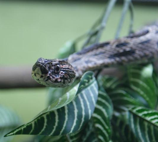 A snake at Bangkok snake farm