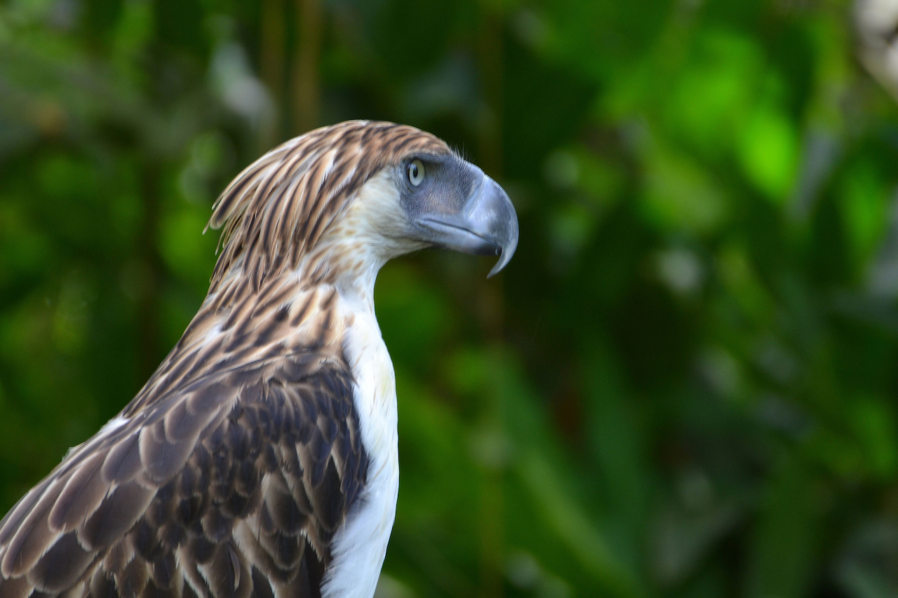 Monkey-eating Philippine eagle in Davao