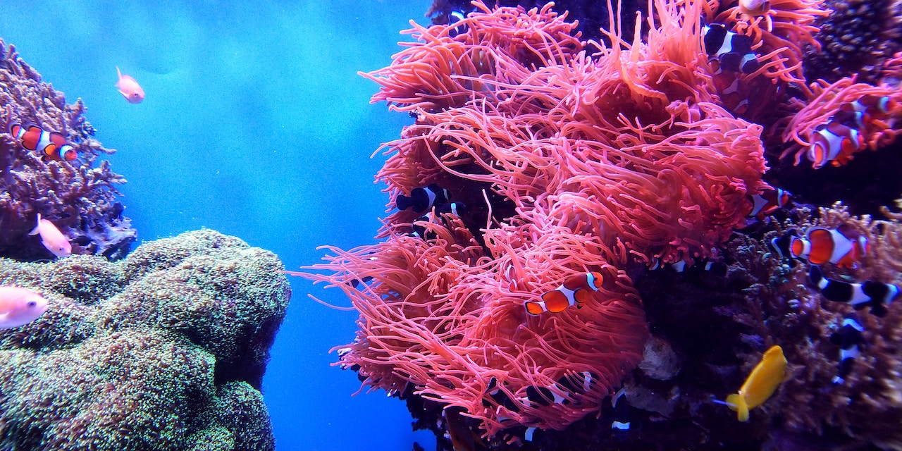 Pink corals and fish in the ocean