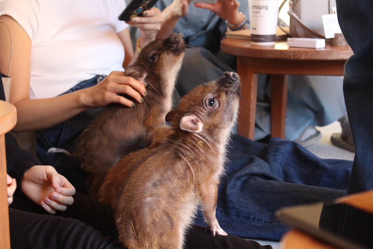 Mipig cafe with micro pigs