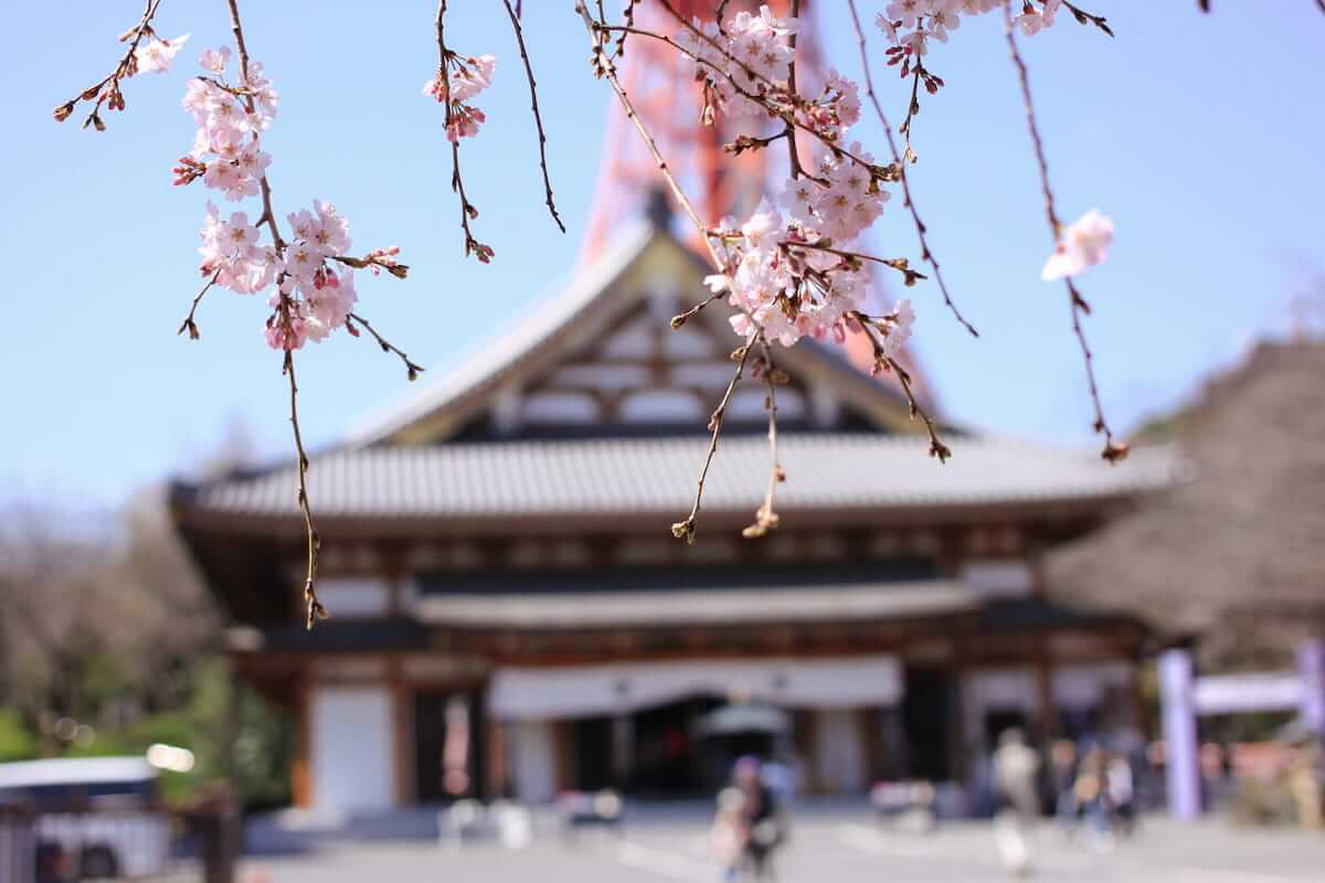 Zojoji shrine and Tokyo Tower framed with cherry blossom
