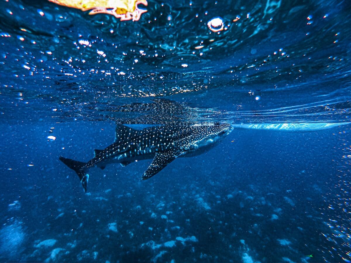 Whale shark underwater in Oslob